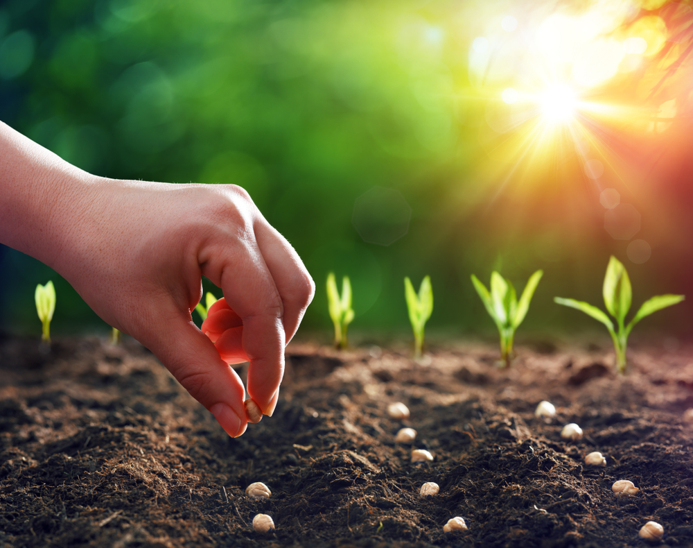Sowing and Reaping: Understanding Galatians 6:7